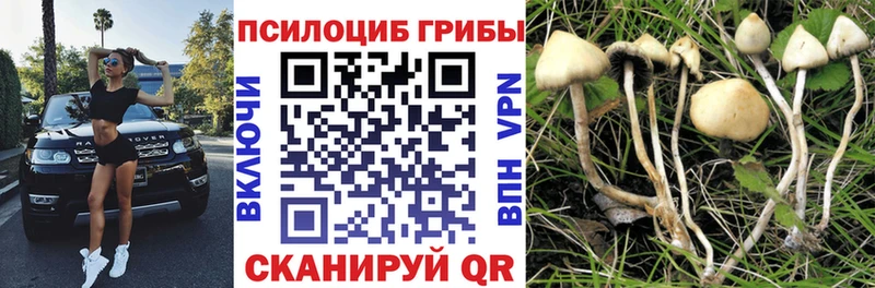 как найти закладки  mega зеркало  Псилоцибиновые грибы GOLDEN TEACHER  Москва 